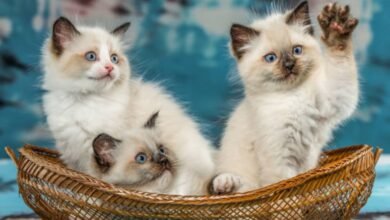 Angora Cats Splendor