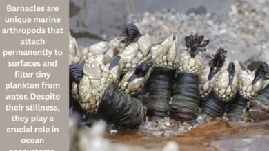 barnacle arthropod