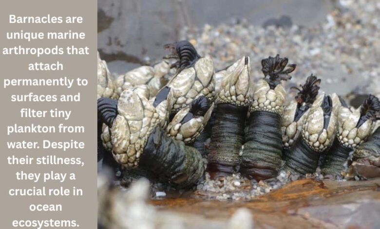 barnacle arthropod