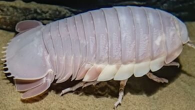 isopod