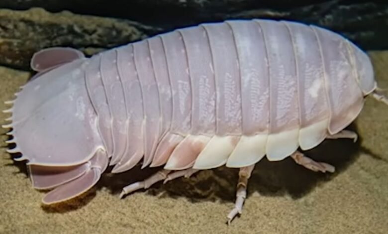 isopod